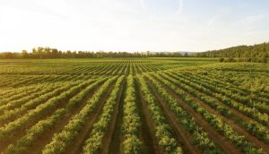 Read more about the article What Will Drive Future Productivity in Ag — The Answer May Surprise You