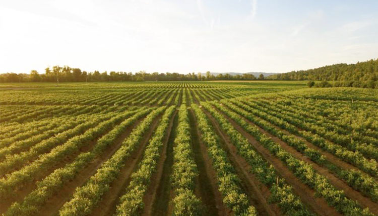 You are currently viewing What Will Drive Future Productivity in Ag &mdash; The Answer May Surprise You