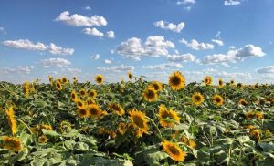 Read more about the article New Technological Innovation in Agriculture is Setting Up for a Bumper Harvest!