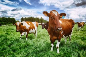 Read more about the article Burp or Fart? Reducing emissions the easy way.
