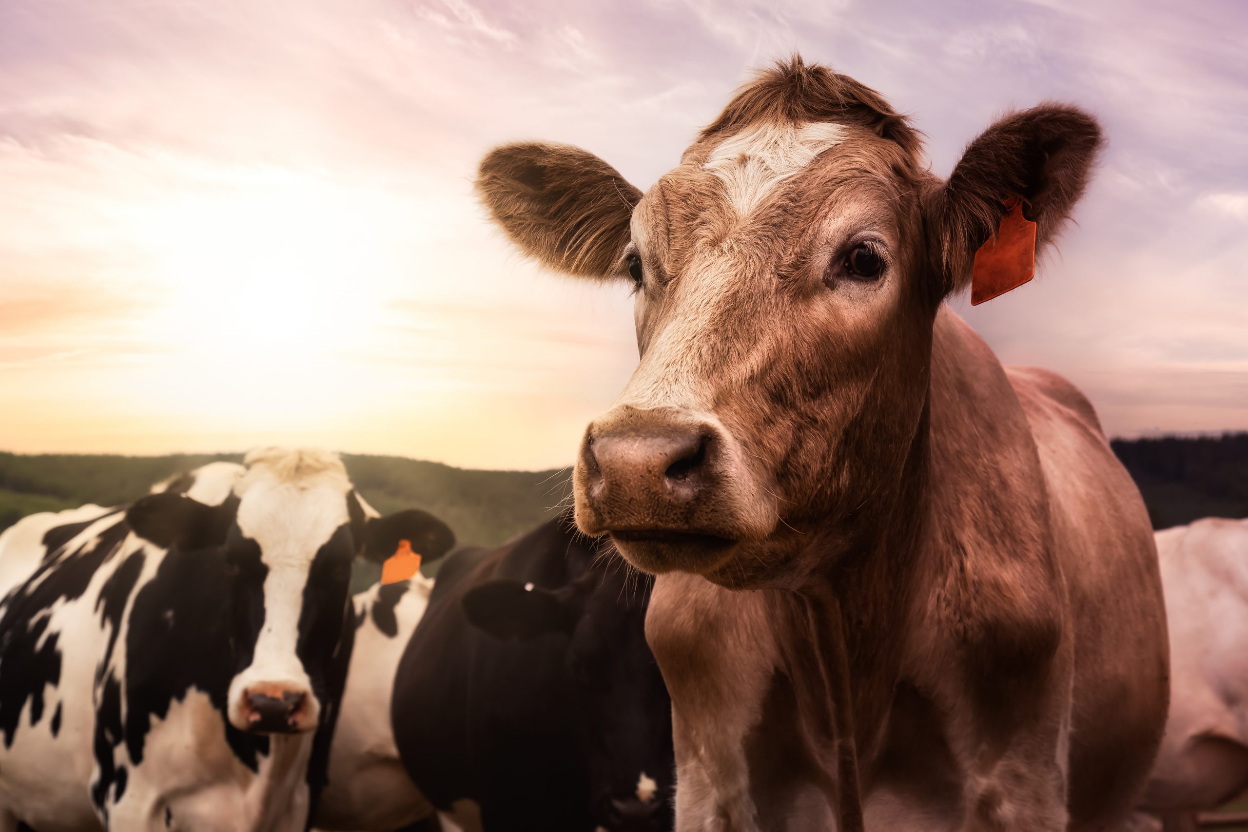 You are currently viewing The New Mad Cow Disease